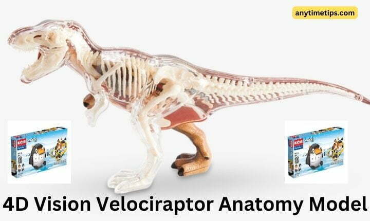 4D Vision Velociraptor Anatomy Model